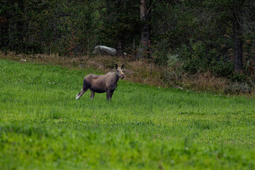 Elch, Elche, Elchkuh, Herde, Elchherde, Hirsch, Hirschart, Wald, Tundra, Norwegen, Lofoten, Nordland, Wiese, Böschung, Hang, Berg, scheu, wild, Natur, Umwelt