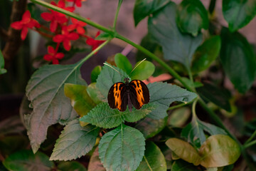 Heliconius melpomene (postman butterfly, common postman) single butterfly on green leaf