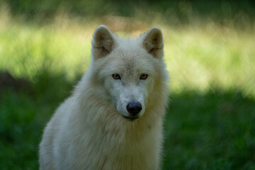 Obraz premium portrait of a white wolf