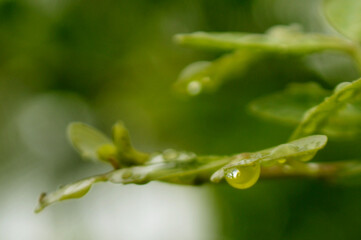 Fresh green leaves with water droplets in natural outdoor setting