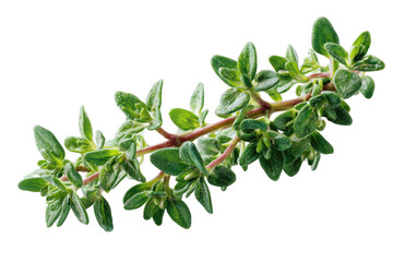 Obraz premium Close-up of fresh thyme sprigs