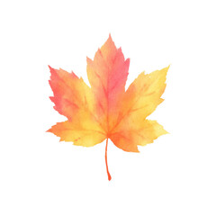 Vibrant autumn maple leaf in watercolor style, cut out