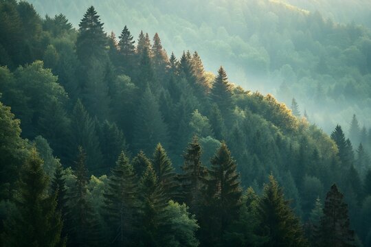 Misty forest with sunbeams filtering through trees