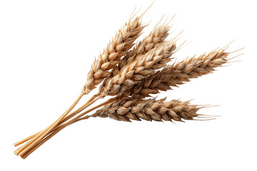 Close-up of several wheat stalks, light brown in color, against a black background