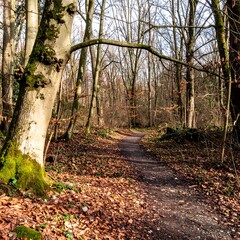 Woodland path in winter sunlight