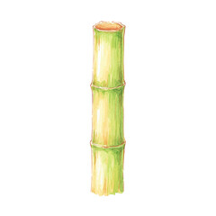 Fototapeta premium Watercolor bamboo illustration: green natural plant stem art, cut out