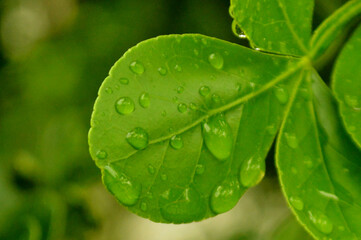 Fresh green leaves with water droplets in natural outdoor setting