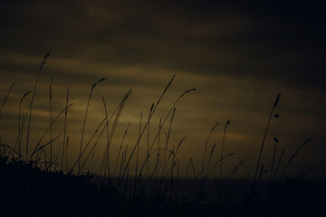 Obraz premium Silhouette of tall grass against a moody, golden-toned sky. Grass blades is set against a dusky sky, creating a serene and atmospheric landscape. The image evokes a sense of calm and tranquility.