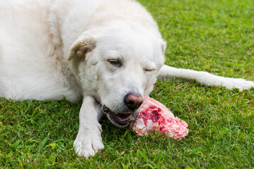 Maremma Sheepdog chewing on a beef bone on the grass in the garden.
