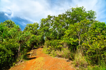 A dirt path with steps winds through the lush tropical jungle, leading to the Badrulchau Stone Monoliths, an ancient site on Babeldaob, Palau