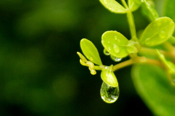 Fresh green leaves with water droplets in natural outdoor setting