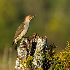 Woodpecker perched on a stump