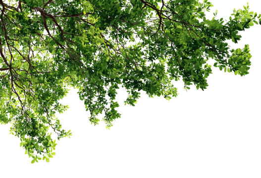 Lush green canopy branches overhead