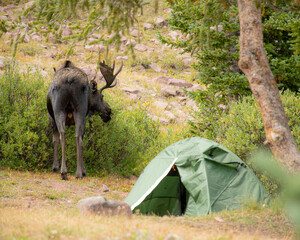 Moose at Campsite