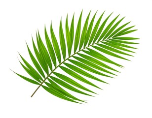 Obraz premium Green palm leaf isolated on white