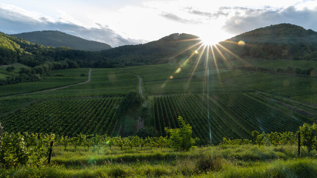 Weinberge in Birkweiler / Vineyards in Birkweiler