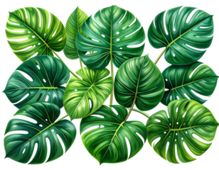 Firefly_Tropical leaves PNG