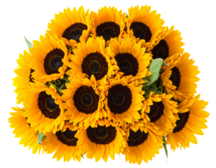 Firefly_Sunflower bouquet PNG