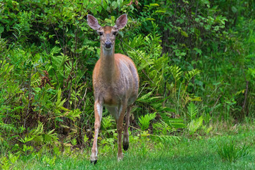 White-tailed doe.