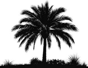 Palm tree silhouette PNG