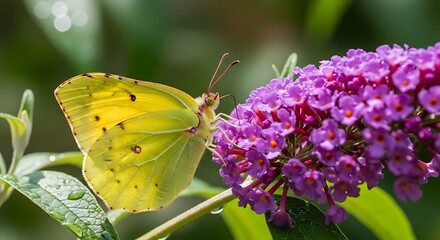 Yellow Butterfly on Purple Flower.