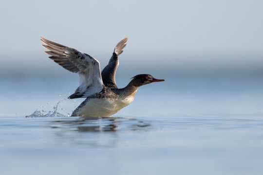 red breasted merganser taking off from water