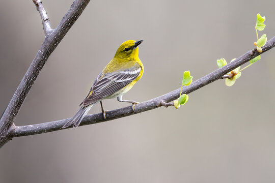 golden crowned kinglet perched on branch with green buds