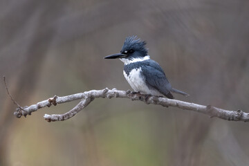 Close-up of belted kingfisher perched on branch with beautiful background