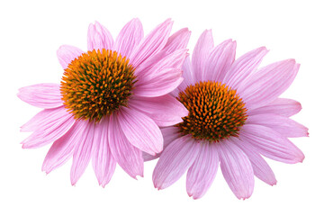 Close-up of two delicate pink coneflowers, petals soft and delicate,  centers deep orange-brown