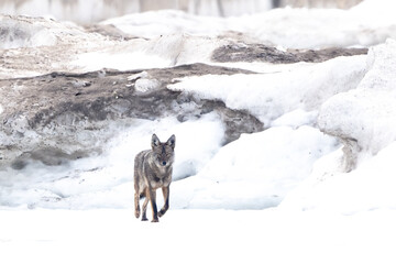Naklejka premium coyote walking across ice