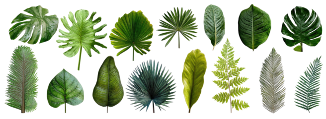 Collection of various tropical leaves
