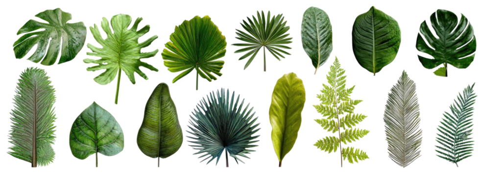Collection of various tropical leaves