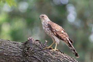 coopers hawk perched on branch with pretty blurred background