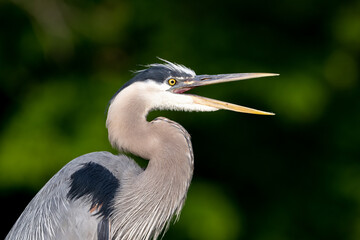 great blue heron closeup with beak open