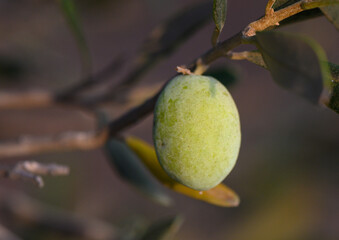 Green Olive on Branch at Sunset in Cyprus