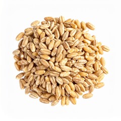 Farro Grains on Isolated White Background – Hearty Italian Wheat with Chewy Texture and Warm Lighting