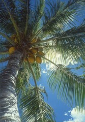 Lush tropical palm tree with clusters of coconuts against a vibrant blue sky.
