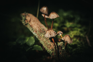 Cluster of small brown mushrooms growing on mossy wood in a shaded forest, highlighted by soft natural light.