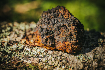 Close-up of a wild Chaga mushroom growing on birch bark, showing its cracked black surface and rusty brown tones, used in teas and natural remedies. Inonotus obliquus