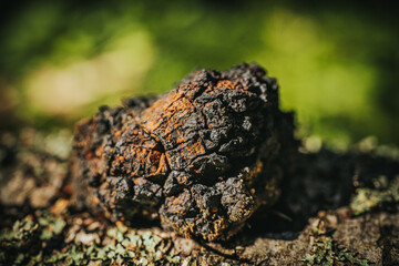 Close-up of a wild Chaga mushroom growing on birch bark, showing its cracked black surface and rusty brown tones, used in teas and natural remedies. Inonotus obliquus