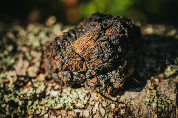 Obraz premium Close-up of a wild Chaga mushroom growing on birch bark, showing its cracked black surface and rusty brown tones, used in teas and natural remedies. Inonotus obliquus