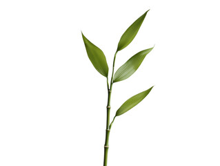 Fototapeta premium Single stalk of lucky bamboo with green leaves png