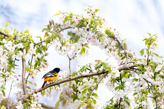 baltimore oriole perched on branch surrounded by blossoms