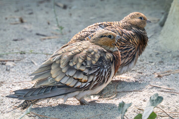 Two multicolored pigeon birdas standing on the sandy ground