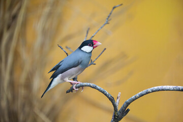 profile view of a Java sparrow, Java rice bird, java finch on a branch