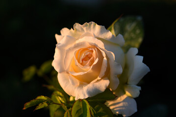 A rosebud. A white rose flower in the rays of the sun.  A delicate white rose bud.