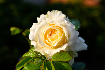 A rosebud. A white rose flower in the rays of the sun.  A delicate white rose bud.