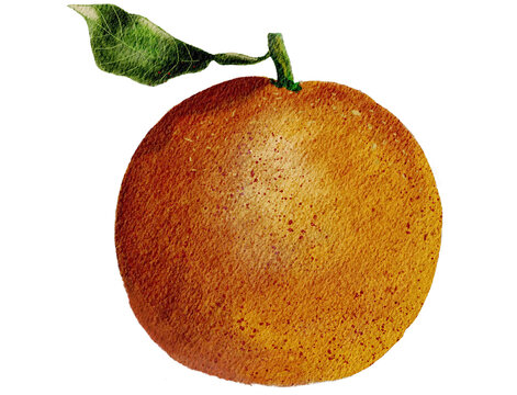 Watercolor painting of an orange with a leaf.