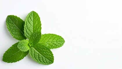 Fresh mint leaves isolated on white background with soft lighting for clean and modern herb visuals