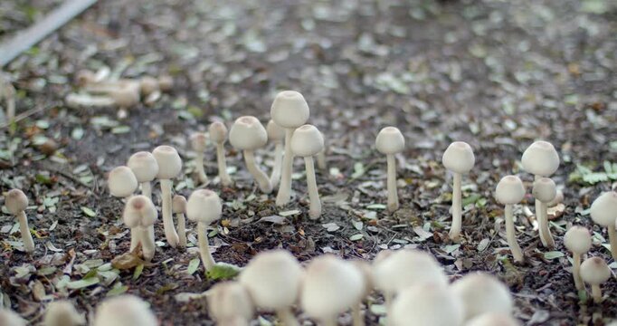 Many poisonous mushrooms occur spontaneously.Poisonous mushrooms are dangerous and should not be eaten.Poisonous mushroom buds that look like edible mushrooms.